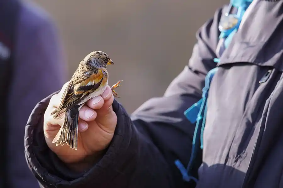 Bird ringing - Manor at Sway