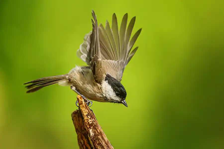 Marsh Tit taking flight